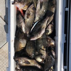 フィッシング　キッタカ 釣果