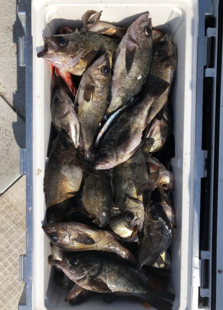 フィッシング　キッタカ 釣果