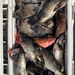 フィッシング　キッタカ 釣果