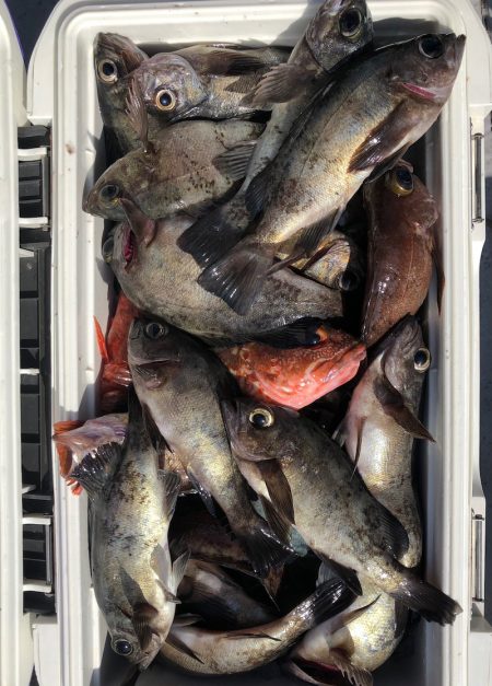 フィッシング　キッタカ 釣果