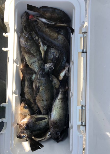 フィッシング　キッタカ 釣果