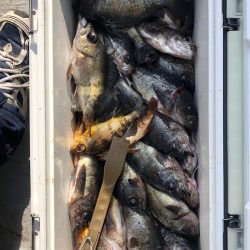 フィッシング　キッタカ 釣果