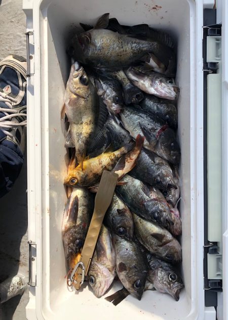 フィッシング　キッタカ 釣果