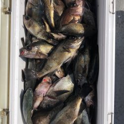 フィッシング　キッタカ 釣果