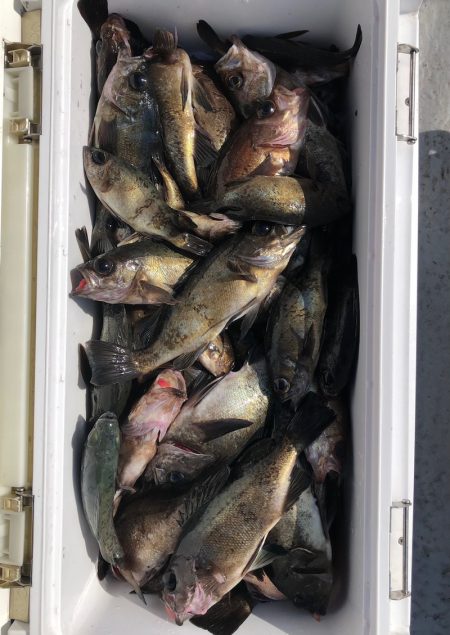 フィッシング　キッタカ 釣果