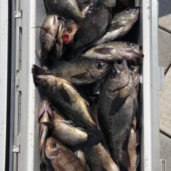 フィッシング　キッタカ 釣果