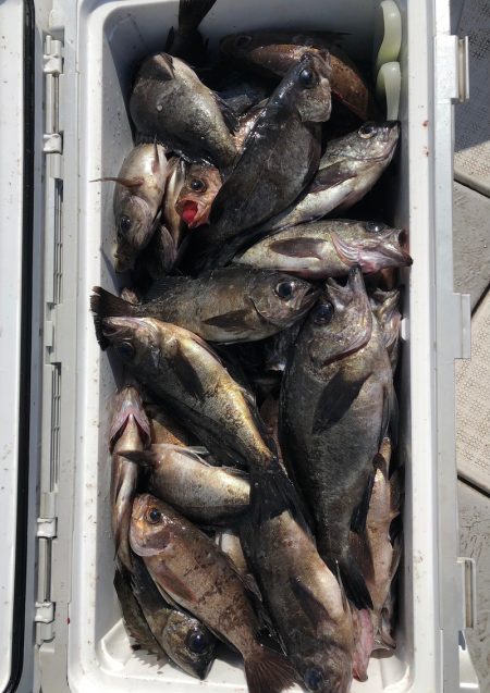 フィッシング　キッタカ 釣果