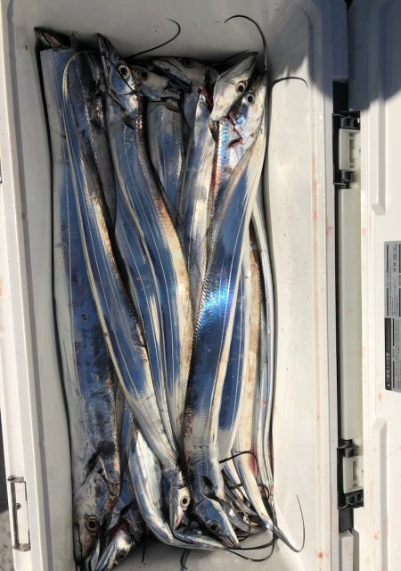 フィッシング　キッタカ 釣果