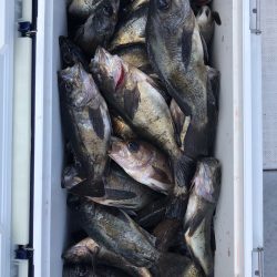 フィッシング　キッタカ 釣果