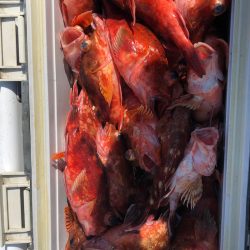 フィッシング　キッタカ 釣果