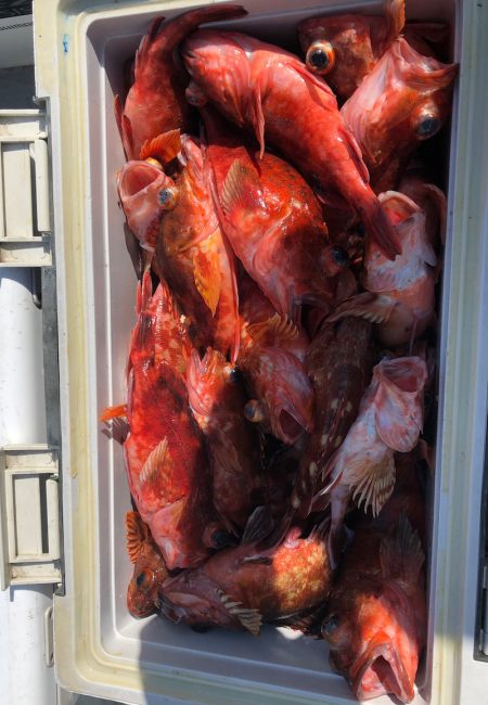 フィッシング　キッタカ 釣果