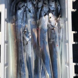 フィッシング　キッタカ 釣果