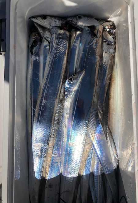 フィッシング　キッタカ 釣果