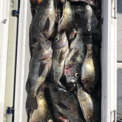 フィッシング キッタカ 釣果