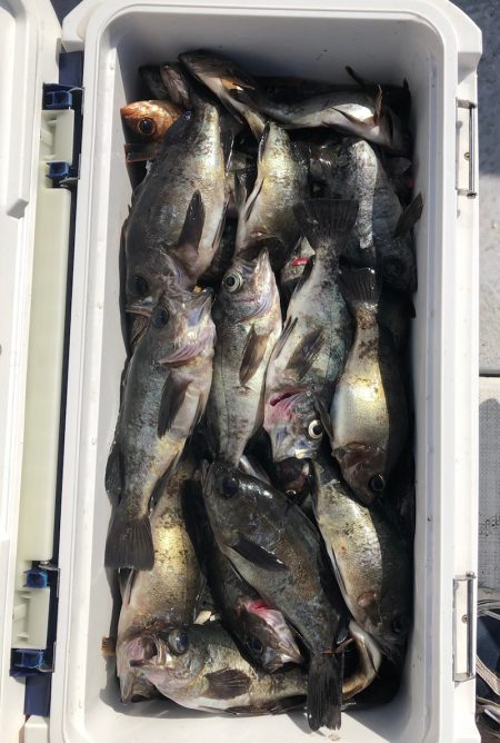 フィッシング キッタカ 釣果