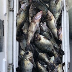 フィッシング キッタカ 釣果