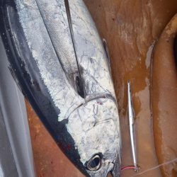 渡船屋たにぐち 釣果