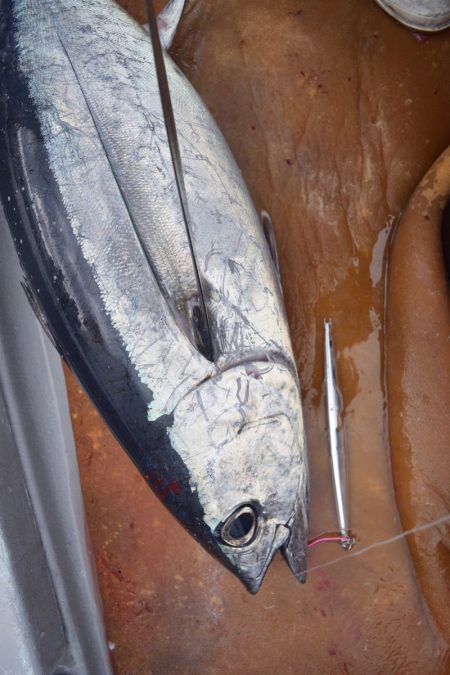 渡船屋たにぐち 釣果