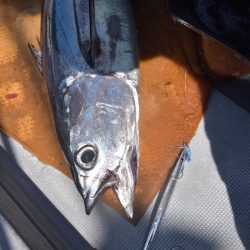 渡船屋たにぐち 釣果