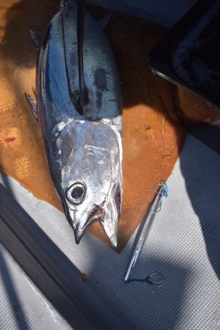 渡船屋たにぐち 釣果