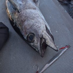 渡船屋たにぐち 釣果