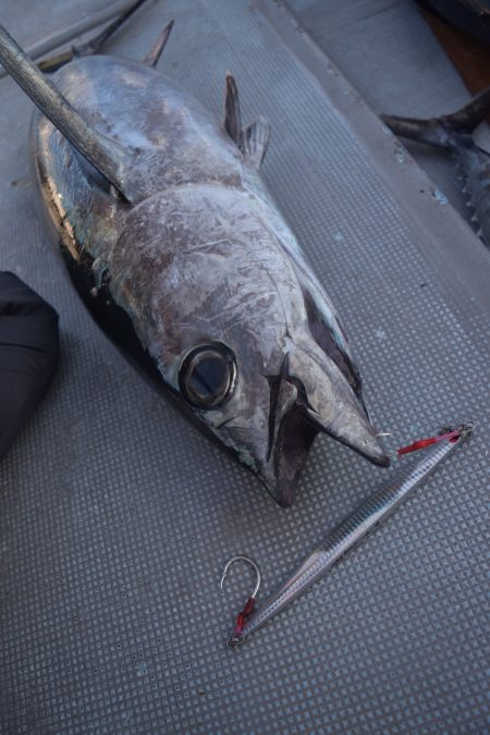 渡船屋たにぐち 釣果