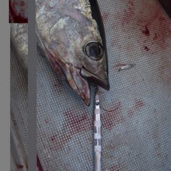 渡船屋たにぐち 釣果