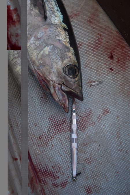 渡船屋たにぐち 釣果