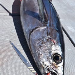 渡船屋たにぐち 釣果