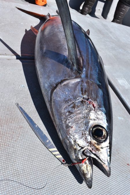 渡船屋たにぐち 釣果