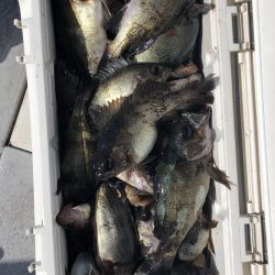 フィッシング キッタカ 釣果