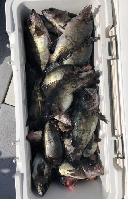 フィッシング キッタカ 釣果