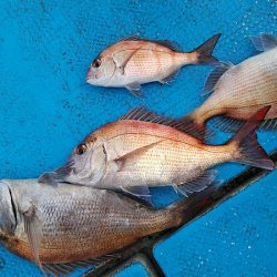 フィッシングガイド りょう 釣果