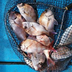 フィッシングガイド りょう 釣果