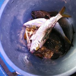 フィッシングガイド りょう 釣果