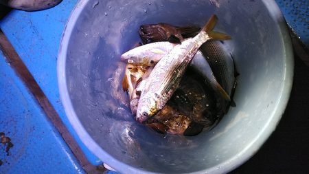 フィッシングガイド りょう 釣果