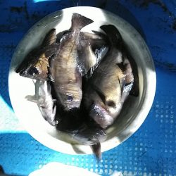 フィッシングガイド りょう 釣果