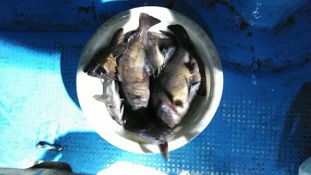 フィッシングガイド りょう 釣果