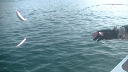 JDI Racing シールズマリンレジャー 釣果