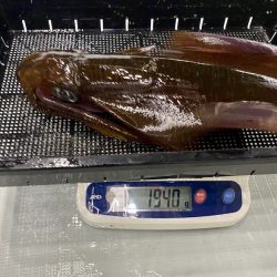 South Current 釣果