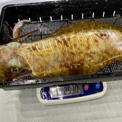 South Current 釣果