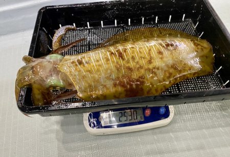 South Current 釣果