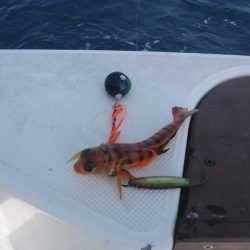 JDI Racing シールズマリンレジャー 釣果