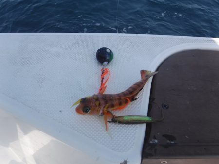 JDI Racing シールズマリンレジャー 釣果