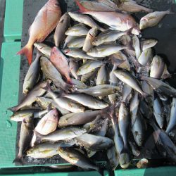 真祐丸 （しんゆうまる） 釣果