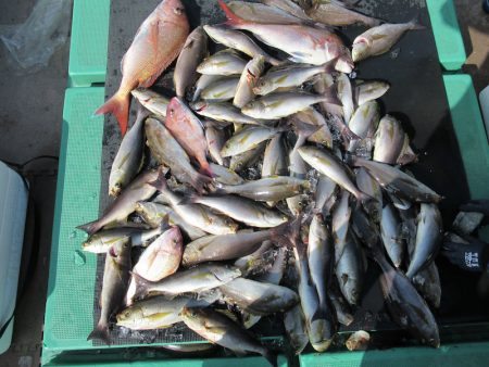 真祐丸 （しんゆうまる） 釣果