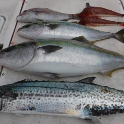 ＪＤＩ　Ｒａｃｉｎｇ　シールズマリンレジャー 釣果