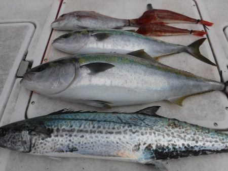 ＪＤＩ　Ｒａｃｉｎｇ　シールズマリンレジャ…