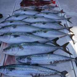 JDI Racing シールズマリンレジャー 釣果