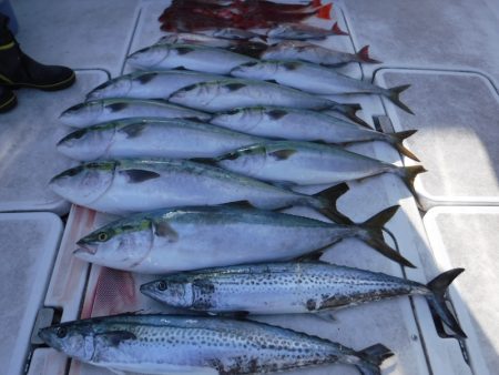 ＪＤＩ　Ｒａｃｉｎｇ　シールズマリンレジャ…